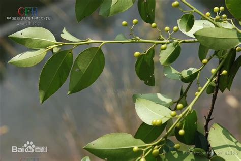 冬青樹簡介|冬青(冬青科常綠喬木):形態特性,花,葉,果,生長習性,地理分布,主要。